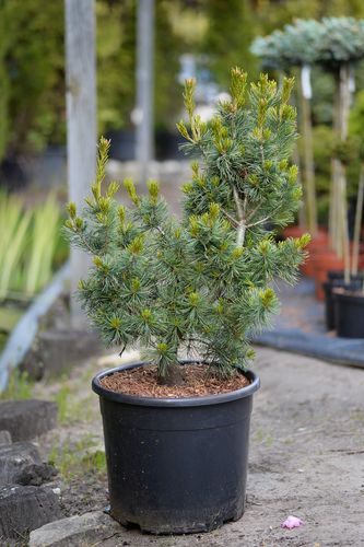 Pinus parviflora 'Bergman' (smulkiažiedė pušis)