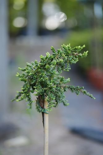 Juniperus communis 'Zeal' (paprastasis kadagys)