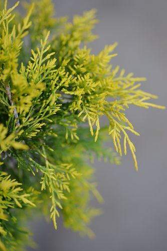 Juniperus x pfitzeriana 'Golden Joy' (tarpinis kadagys)