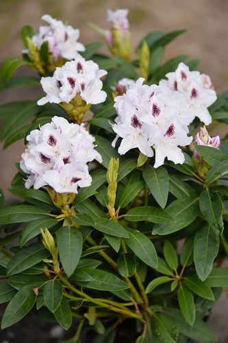 Rhododendron x hybridum 'Calsap' (hibridinis rododendras)