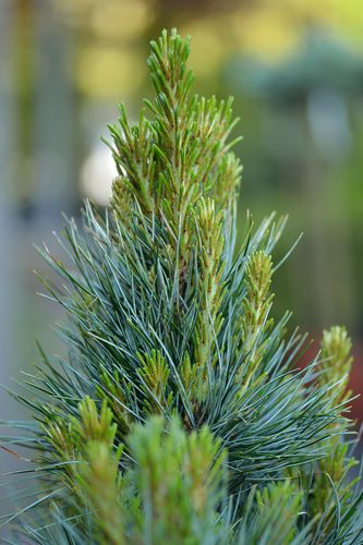 Pinus cembra 'Glauca' (kedrinė pušis)