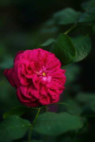 Rosa floribunda 'Julia' (floribundinė rožė)
