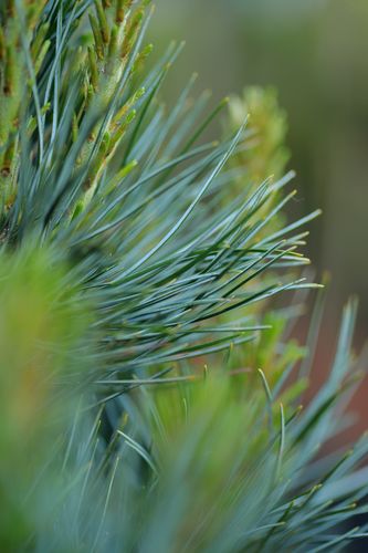 Pinus cembra 'Glauca' (kedrinė pušis)
