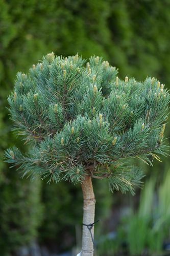 Pinus sylvestris 'Watereri' (paprastoji pušis)