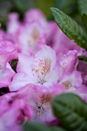 Rhododendron 'Eija' (stambiažiedis rododendras)