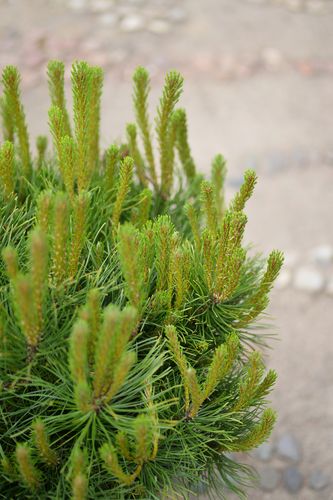 Pinus mugo var. pumilio (kalninė pušis)