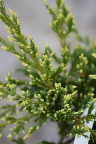 Juniperus squamata 'Gold Tip' (žvynuotasis kadagys)
