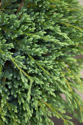 Juniperus squamata 'Blue Carpet' (žvynuotasis kadagys)