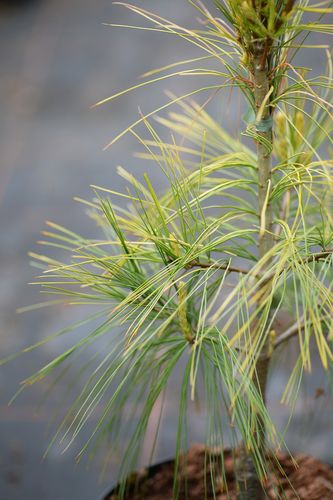 Pinus strobus 'Pacific Sunrise' (veimutinė pušis)