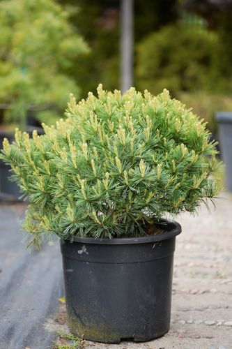 Pinus strobus 'Minima' (veimutinė pušis)