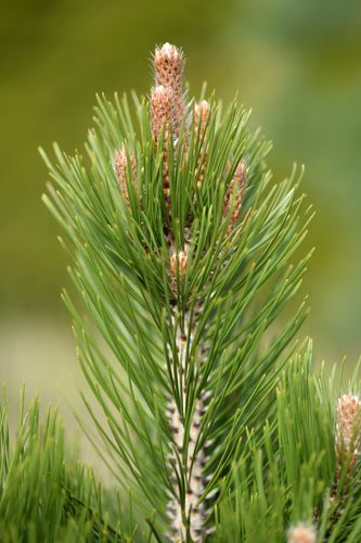 Pinus heldreichii 'Compact Gem' (baltažievė pušis)