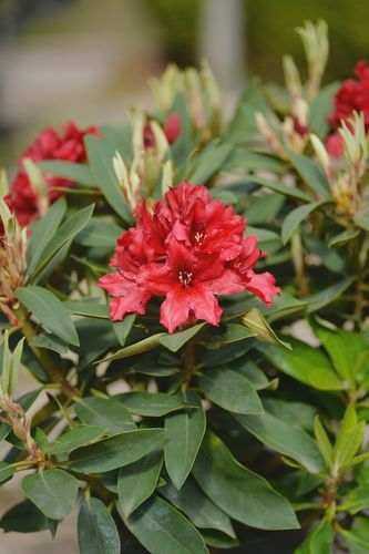 Rhododendron 'Taragona' (rododendras)