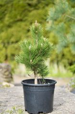 Pinus heldreichii 'Compact Gem' (baltažievė pušis)