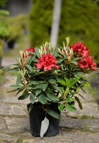 Rhododendron 'Taragona' (rododendras)
