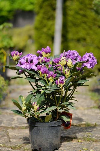 Rhododendron 'Peter Alan' (rododendras)