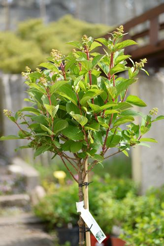 Hydrangea paniculata 'Early Harry' (šluotelinė hortenzija)