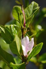 Magnolia 'Ann' (magnolija)