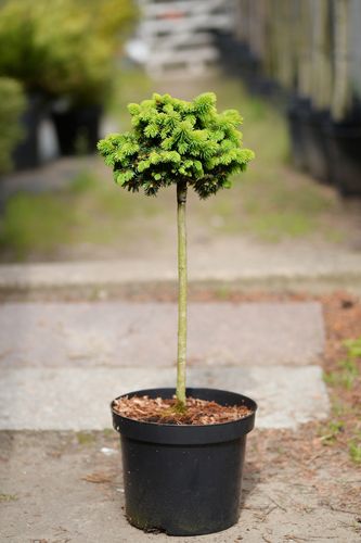 Picea abies 'XL' (paprastoji eglė)