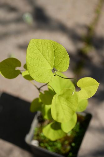 Aristolochia macrophylla (didžialapė kartuolė)