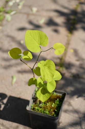 Aristolochia macrophylla (didžialapė kartuolė)