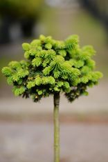 Picea abies 'XL' (paprastoji eglė)
