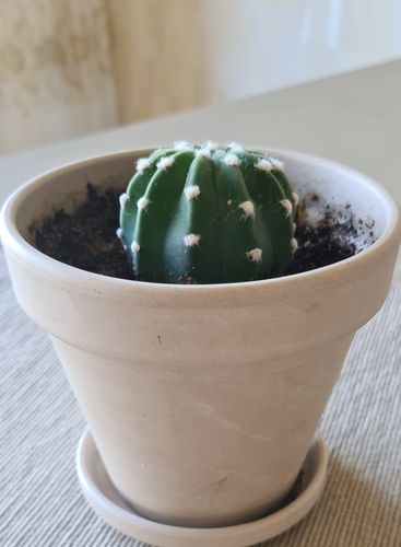 Echinopsis subdenudata