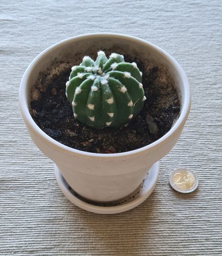 Echinopsis subdenudata