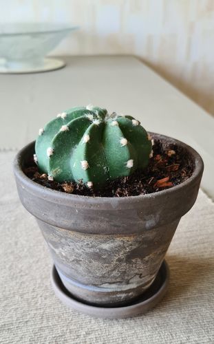 Echinopsis subdenudata