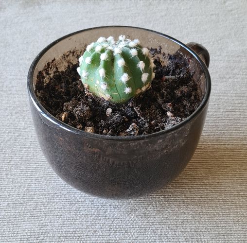 Echinopsis subdenudata