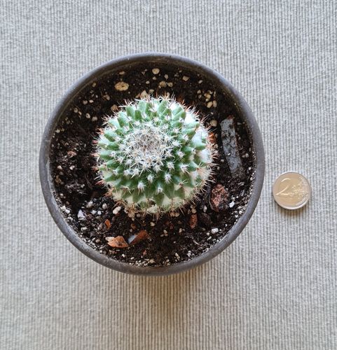 Mammillaria