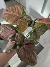 Syngonium orm nak