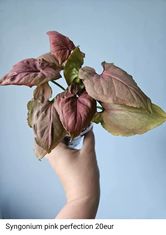 Syngonium pink perfection