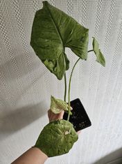 Syngonium grey ghost