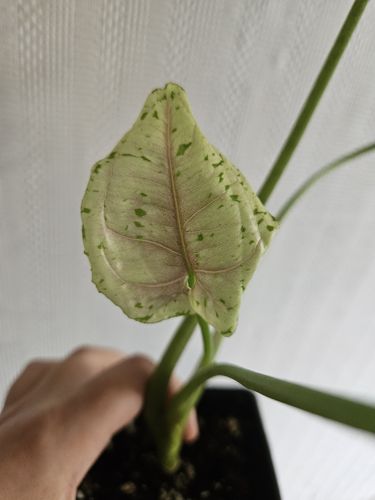 Syngonium grey ghost