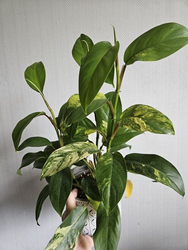Philodendron angustiliatum variegata