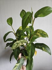 Philodendron angustiliatum variegata
