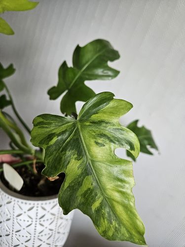 Philodendron radatum variegata