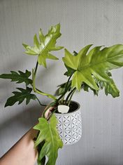 Philodendron radatum variegata