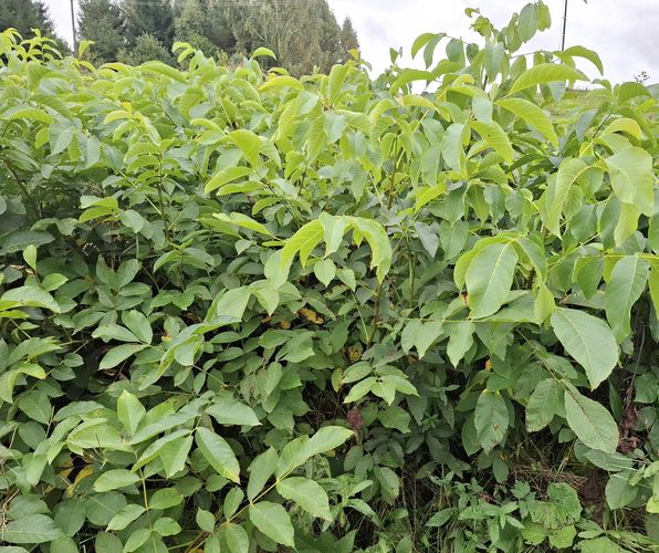 Parduodame paaugintus graikinių riešutmedžių sėjinukus.