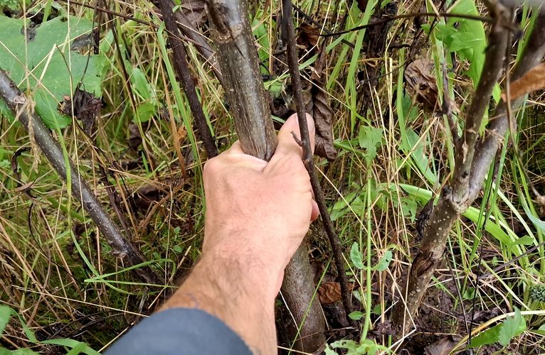 Parduodame paaugintus graikinių riešutmedžių sėjinukus.