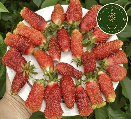 Žembraškių Kupčicha ir Penelope daigai