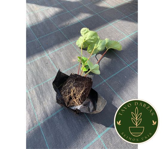 Žembraškių Kupčicha ir Penelope daigai