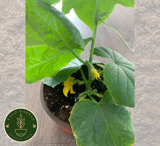 Pomidorų, agurkų, paprikų, kitų daržovių daigai