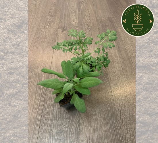 Pomidorų, agurkų, paprikų, kitų daržovių daigai