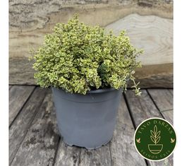 Prieskonių ir vaistažolių daigai