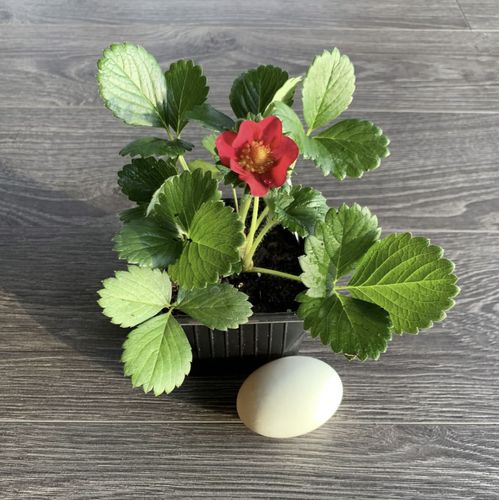 Pomidorų, agurkų, paprikų, kitų daržovių daigai