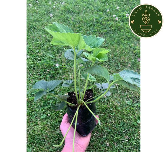 Žembraškių Kupčicha ir Penelope daigai