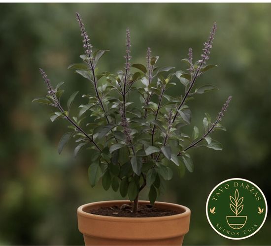 Prieskonių ir vaistažolių daigai