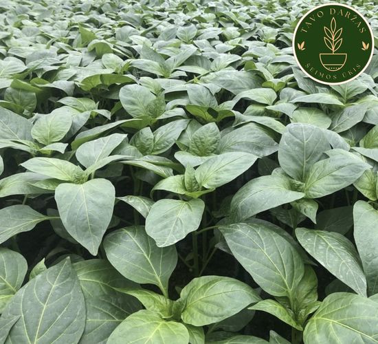 Pomidorų, agurkų, paprikų, kitų daržovių daigai