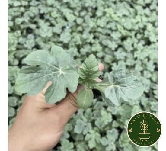 Arbūzų ir melionų daigai